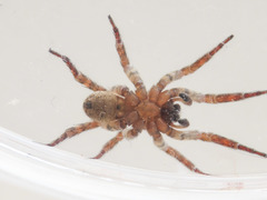 Arctosa personata