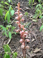 Corallorhiza striata vreelandii