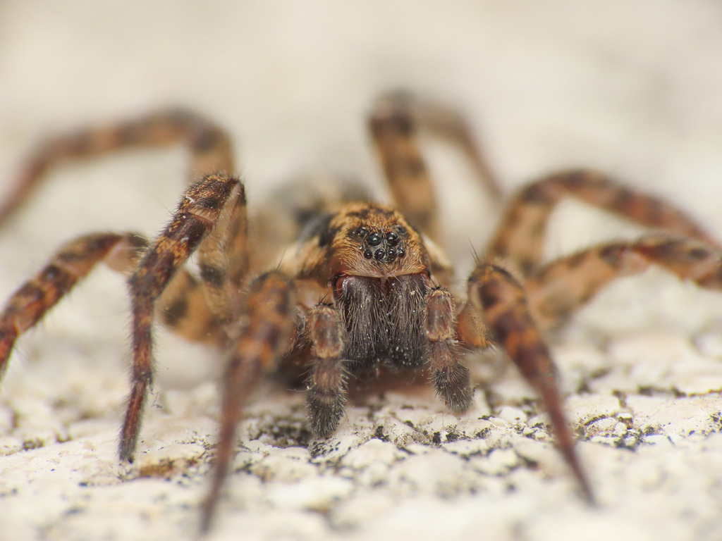 Arctosa personata
