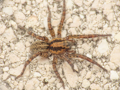 Arctosa personata