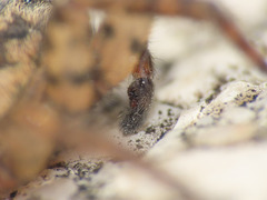 Arctosa personata