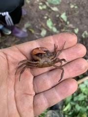 Trichodactylus fluviatilis