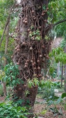Couroupita guianensis