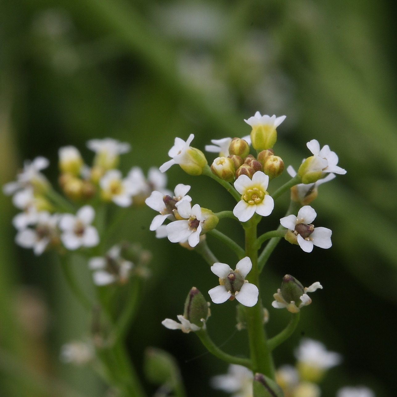 Calepina irregularis