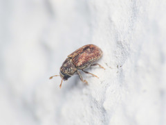 Hylesinus