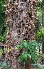 Couroupita guianensis