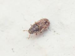 Hylesinus