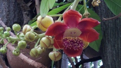 Couroupita guianensis