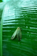 Lusura