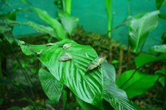 Lusura