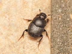 Palaeonthophagus