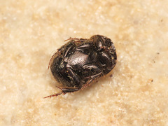 Palaeonthophagus