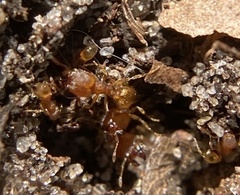 Pheidole flavens