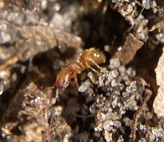 Pheidole flavens