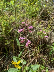 Penstemon australis