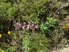 Penstemon australis