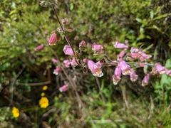 Penstemon australis