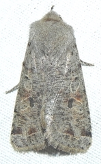 Orthosia rubescens