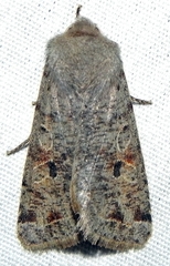 Orthosia rubescens