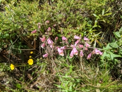 Penstemon australis
