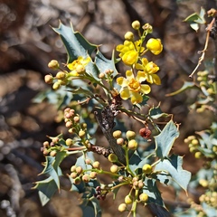 Berberis higginsiae