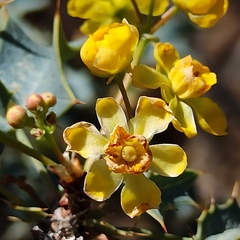 Berberis higginsiae