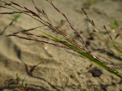 Eragrostis amurensis