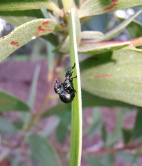 Rhynolaccus formicarius