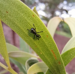 Rhynolaccus formicarius