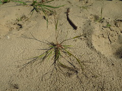 Eragrostis amurensis