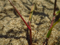 Eragrostis amurensis