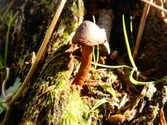 Pholiota highlandensis
