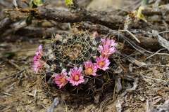 Mammillaria meiacantha
