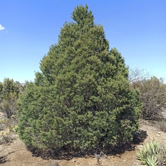 Pinus quadrifolia