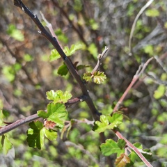 Rhus aromatica simplicifolia