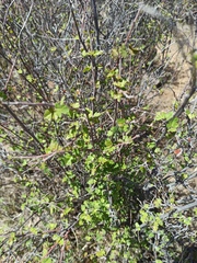Rhus aromatica simplicifolia