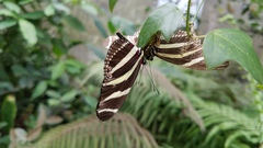 Heliconius charithonia