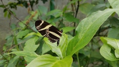 Heliconius charithonia