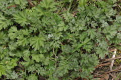 Common mugwort (Artemisia vulgaris): origin and uses — photo 2
