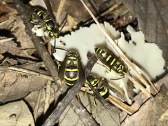 Vespula koreensis