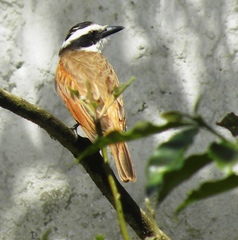 Pitangus sulphuratus