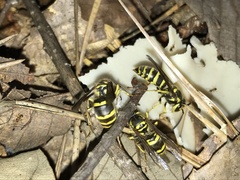 Vespula koreensis