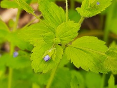 Veronica crista-galli