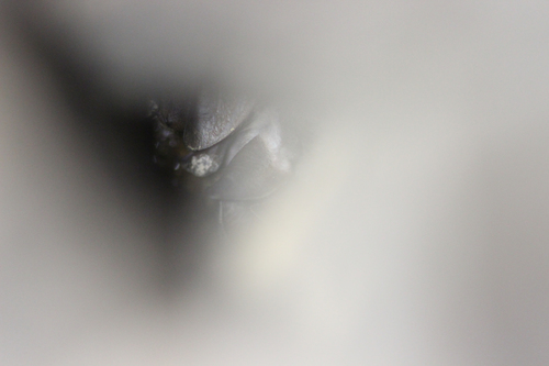 Felten's Myotis