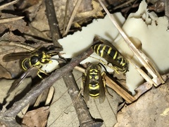 Vespula koreensis