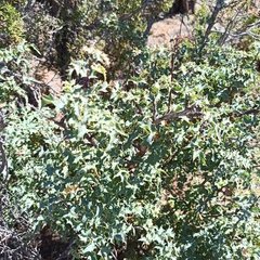 Berberis higginsiae