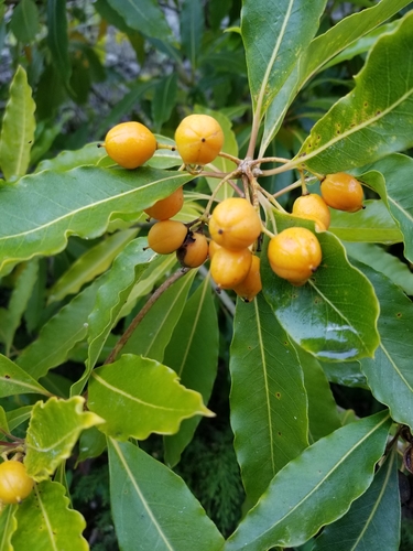 Pittosporum undulatum