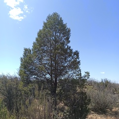 Pinus quadrifolia