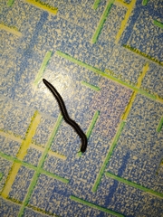 Pachyiulus oenologus