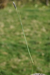 Alopecurus geniculatus